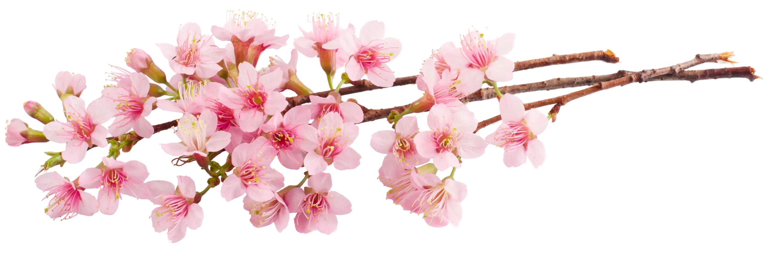 Cherry blossoms with pale pink petals and red stamens on slender brown branches.